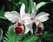 Orquideas